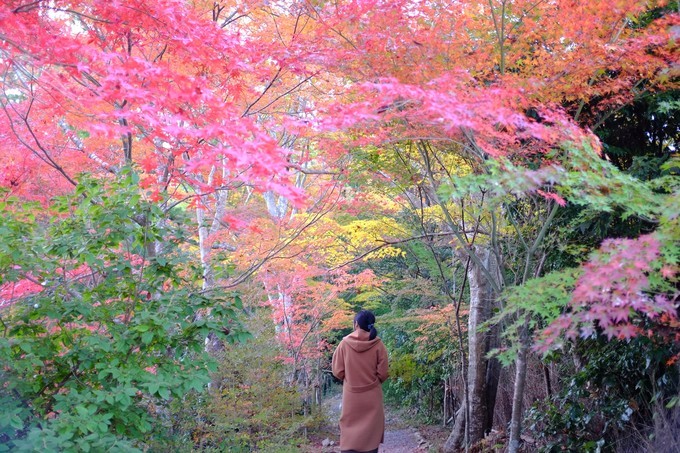 京都赏枫2022,京都赏枫必去景点有哪些好玩的