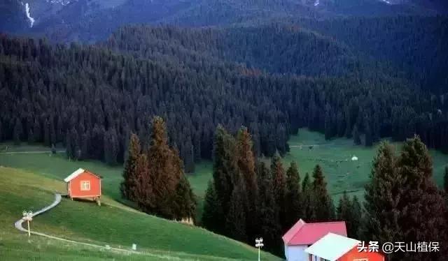 伟大的新疆,伟大的阿勒泰