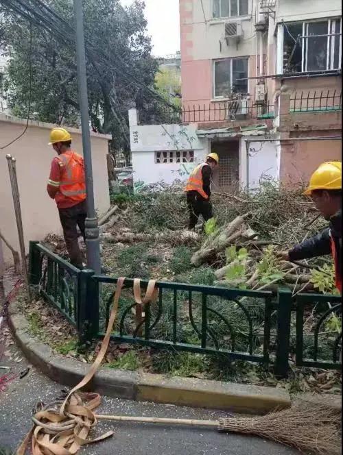 窗外的“毒枝”是折是留？来看这个小区的解决方案