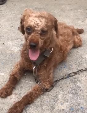 泰迪老是毛发打结怎么办,泰迪毛发打结