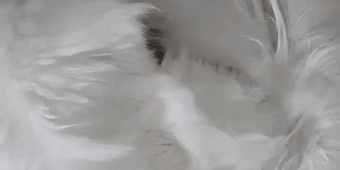 宠物烘干机便捷,宠物烘干机可以烘衣服吗