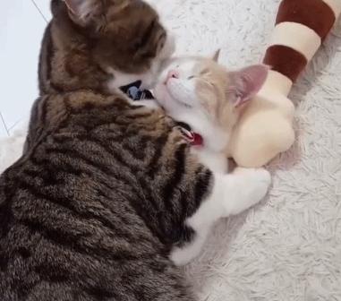 长毛猫撸猫毛工具,哪种撸猫毛的工具好用