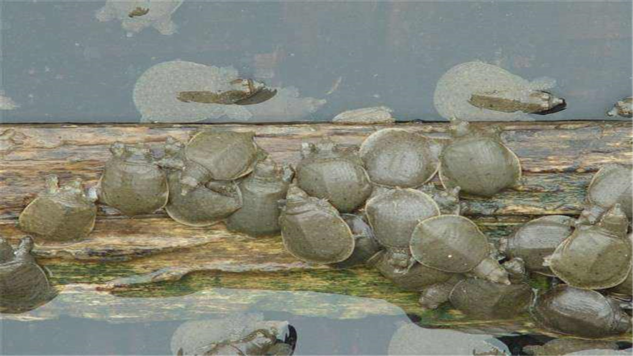 甲鱼稚鳖怎样养长得更快,鳖的饲养管理技术