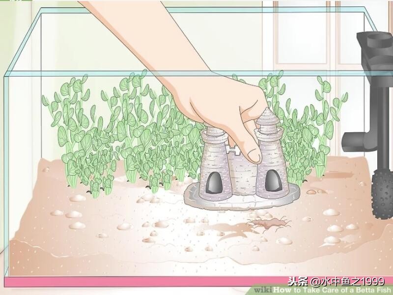 泰国将军斗鱼饲养,泰国斗鱼公鱼饲养