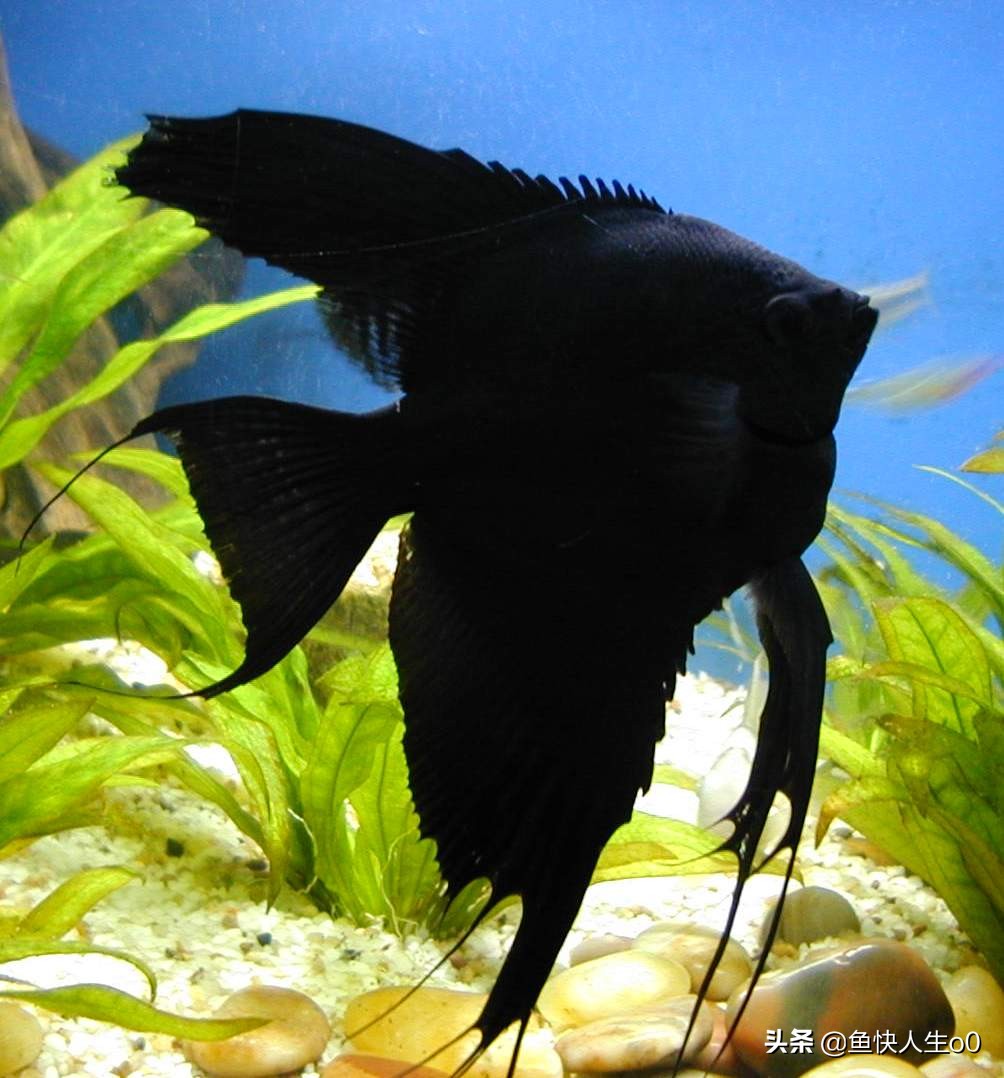 观赏鱼黄脓便怎么办,观赏鱼排出丝状粪便是什么原因