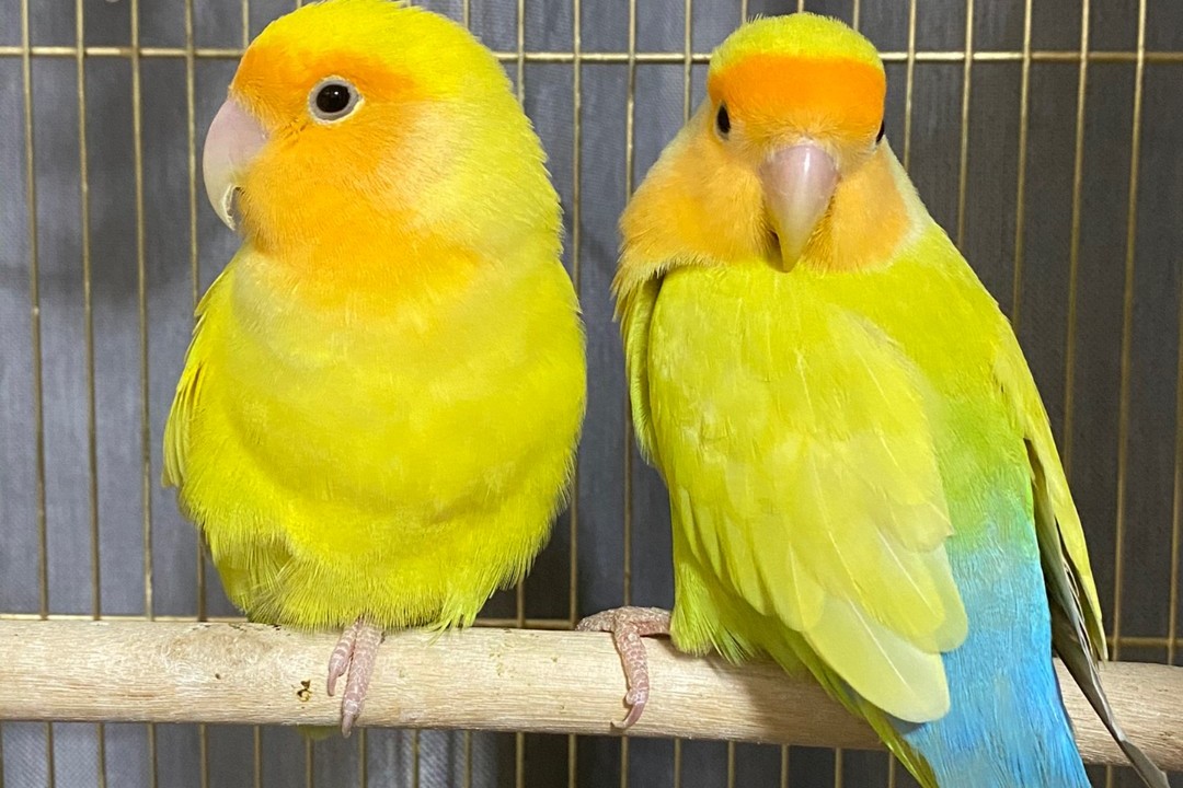 普兰牡丹鹦鹉是头类还是面类,面类牡丹和头面牡丹鹦鹉如何区分