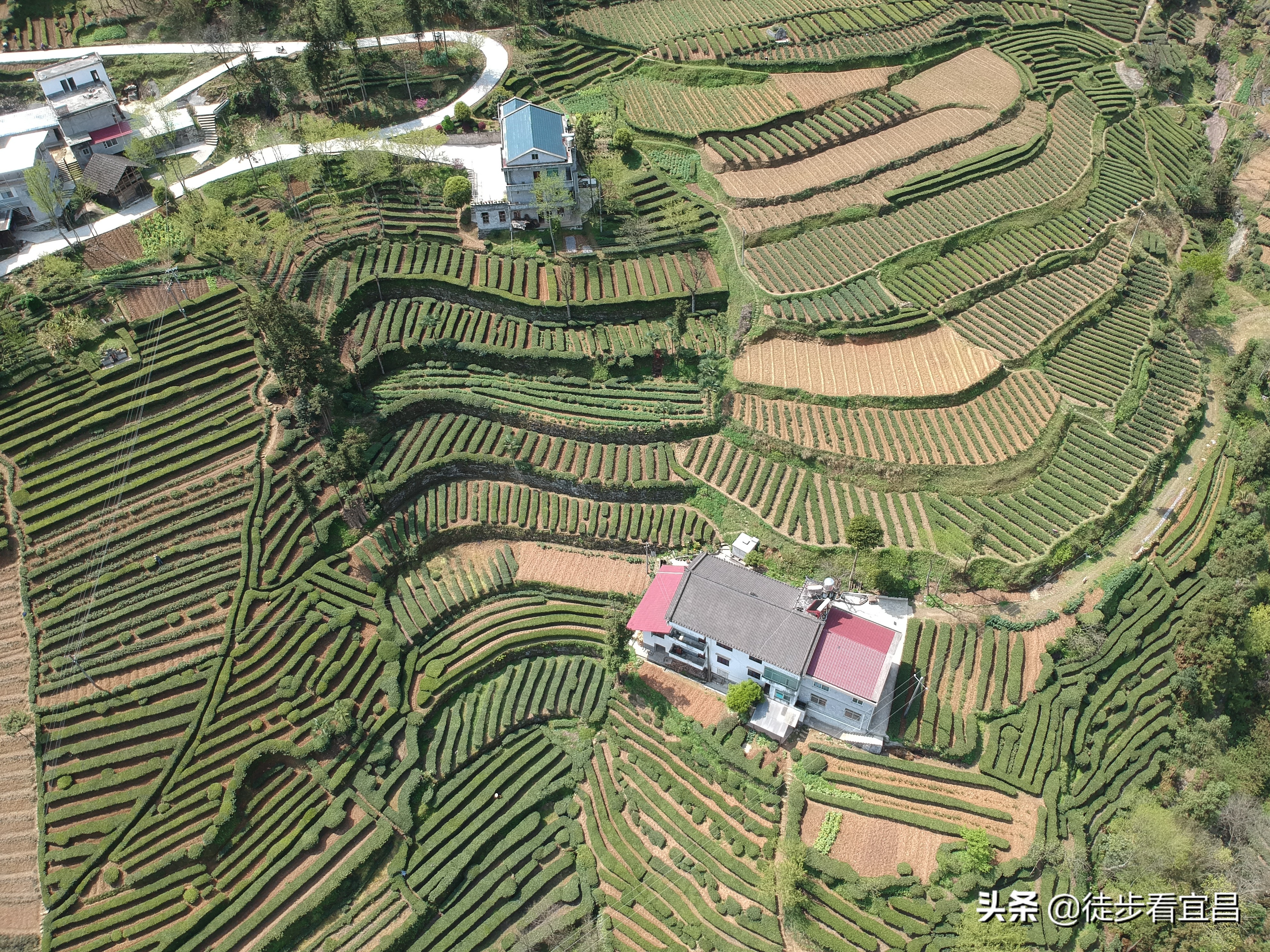 宜昌五峰茶乡全景,宜昌五峰国际旅游茶乡