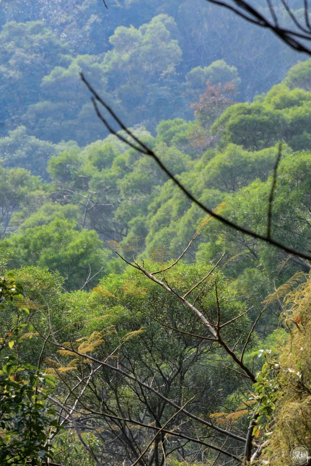 莲花山绿了没,莲花山红色景点有哪些
