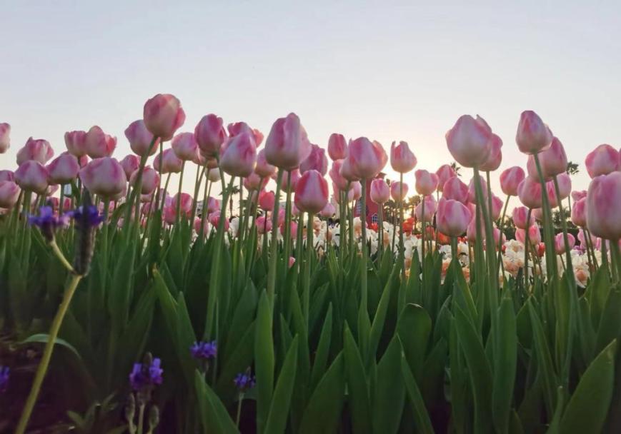 *光春**正好,快来搭乘开往春天的brt~