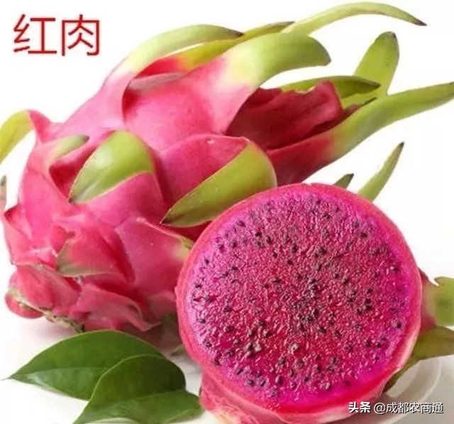 种植火龙果的视频,火龙果的种植技术主蔓何时打顶