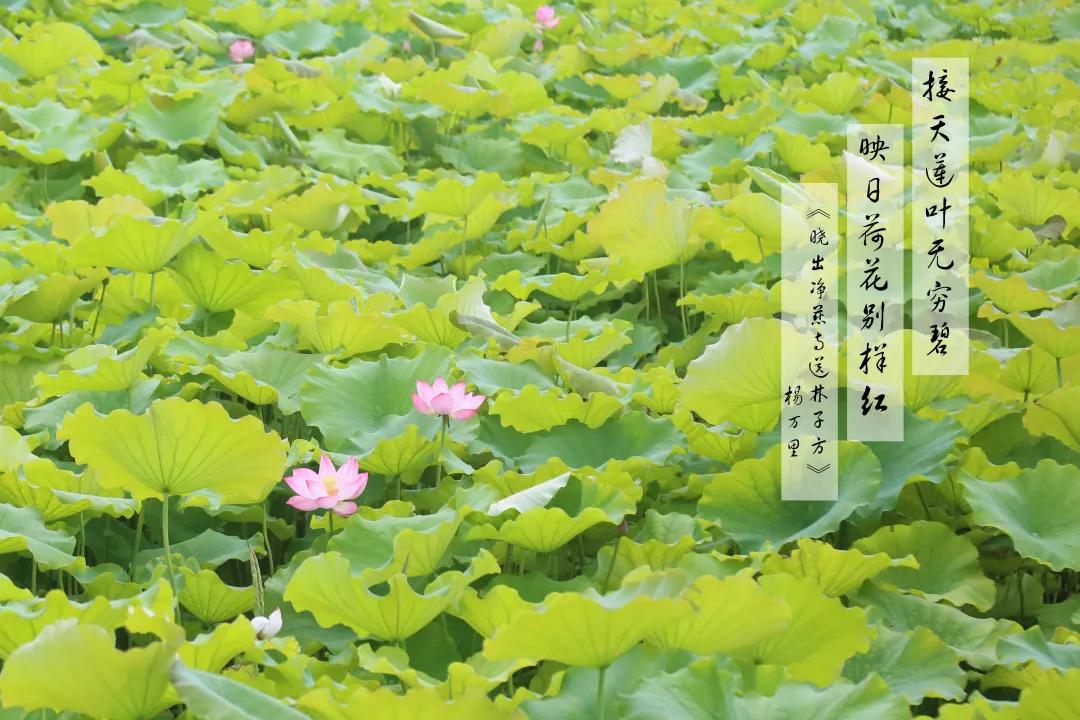 赏荷100首荷花短诗,一起赏荷花的诗词歌赋