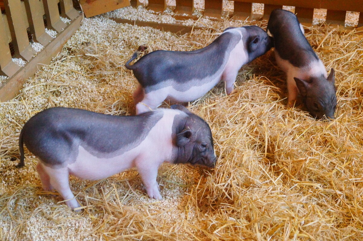 吃了瘦肉精有什么后遗症吗,含瘦肉精的肉有何危害