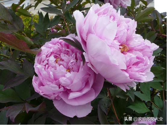 牡丹雍容华贵芍药清雅婉约,牡丹的介绍和图片大全