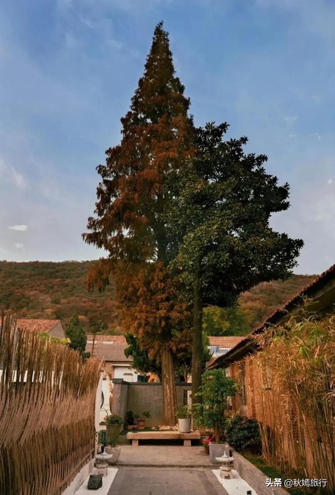 常熟茶室推荐,常熟一家雅致茶室