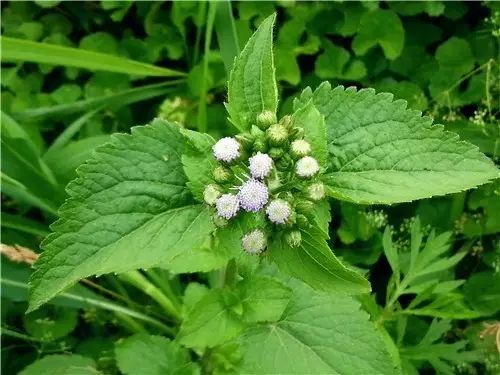 那些常见却叫不上名字的野花野草,常见的野花野草却是农家之宝