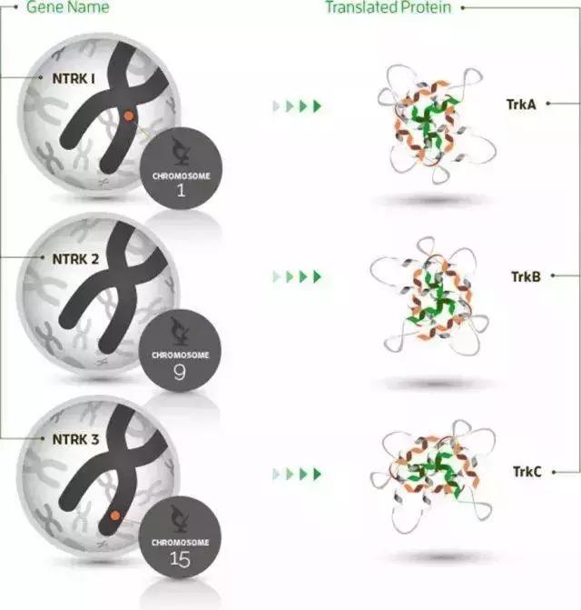 抗癌新药厄洛替尼,抗癌药car-t目前多少钱一针