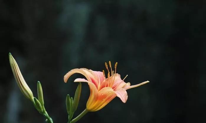 25种常见有毒的花草树木,警惕50种有毒植物