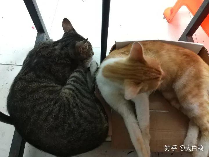 怎么养一只纯种土狗,如何养好一只土狗