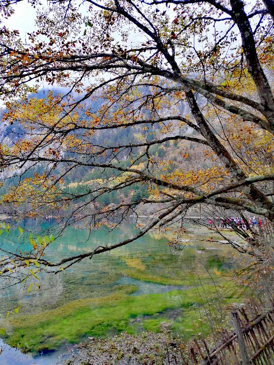九寨沟一日游感悟,九寨沟和黄龙旅行美景