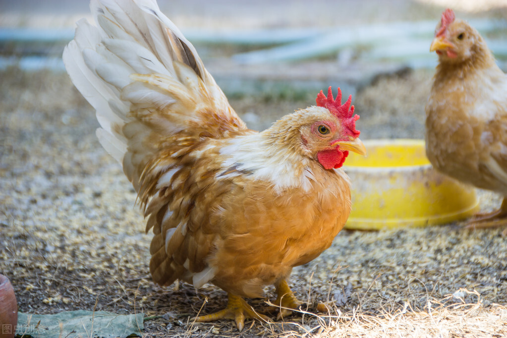 养好鸡技术视频,鸡养殖小知识及技巧