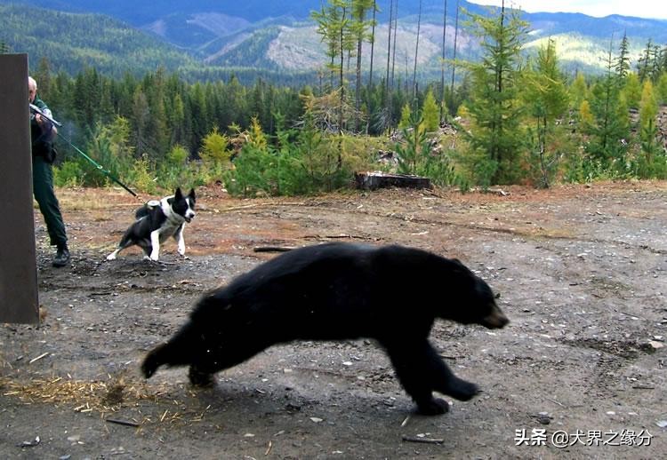 高加索和俄罗斯猎熊犬,高加索犬vs猎熊犬