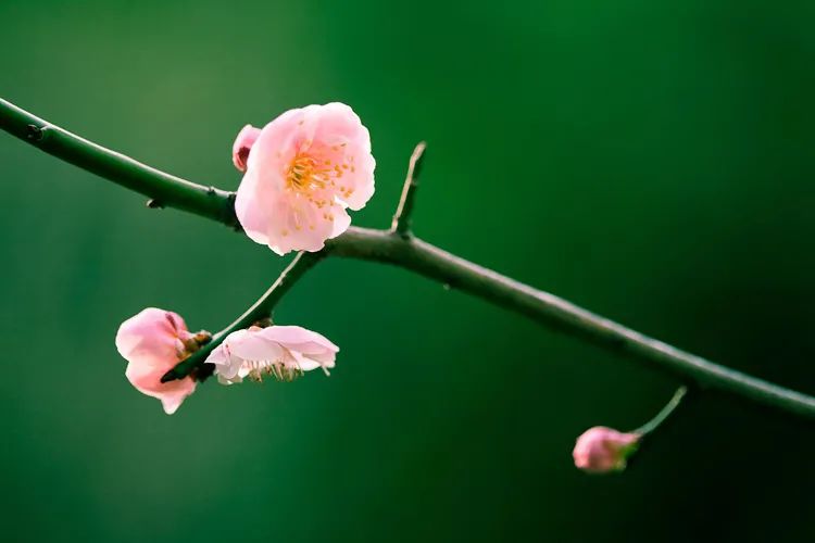 梅花拍摄技巧梅花三弄,一排梅花树如何拍出梅花的美