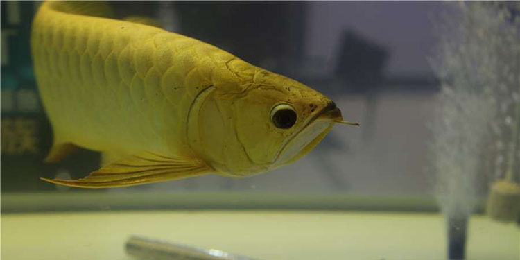 龙鱼幼鱼期怎么分辨金龙还是红龙,20公分龙鱼怎么区分金龙红龙