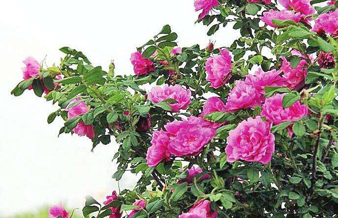 济南几大怪,济南十大怪事件