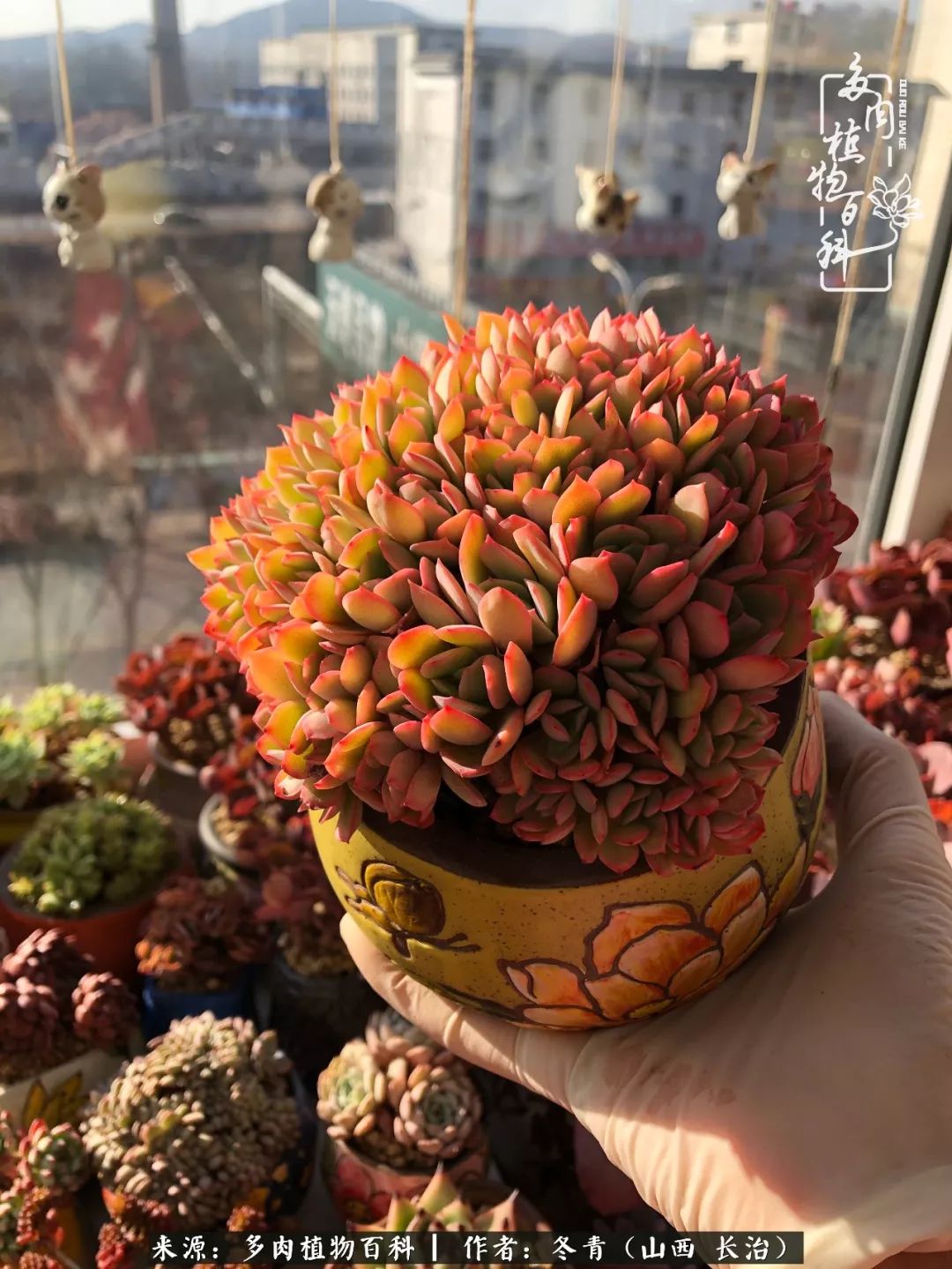 阳台养多肉徒长怎么办,阳台养多肉养殖方法和注意事项