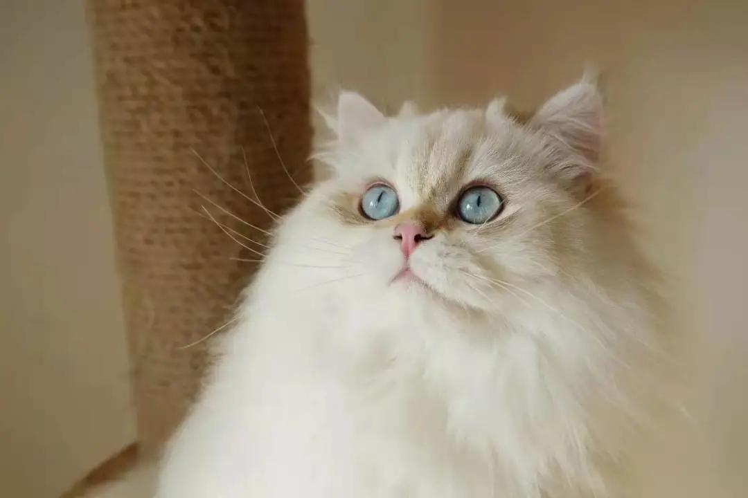 多少度猫咪会感到冷,多少度猫咪才会感到寒冷