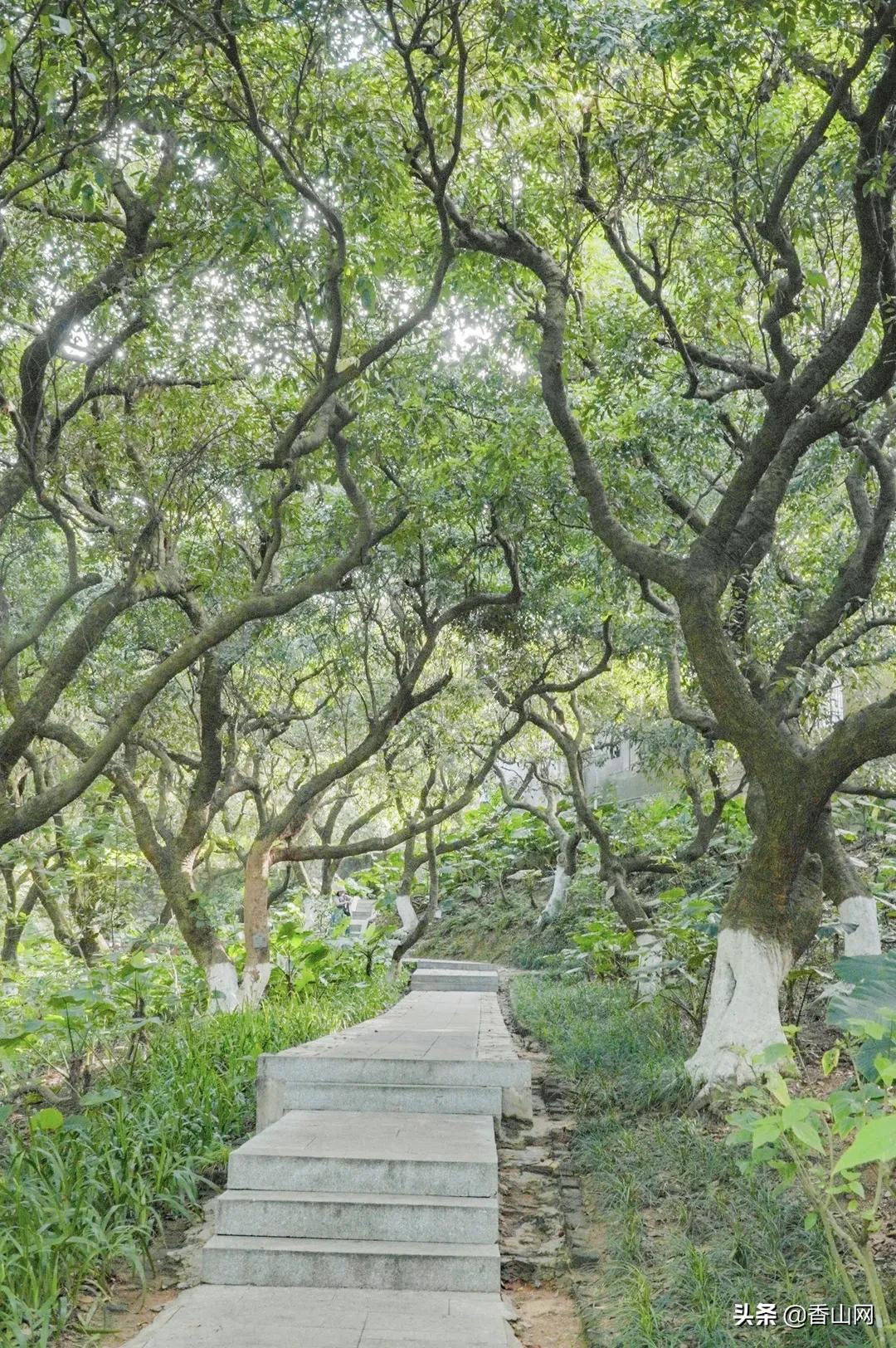 珠海鲜为人知的一面,珠海有名的花园