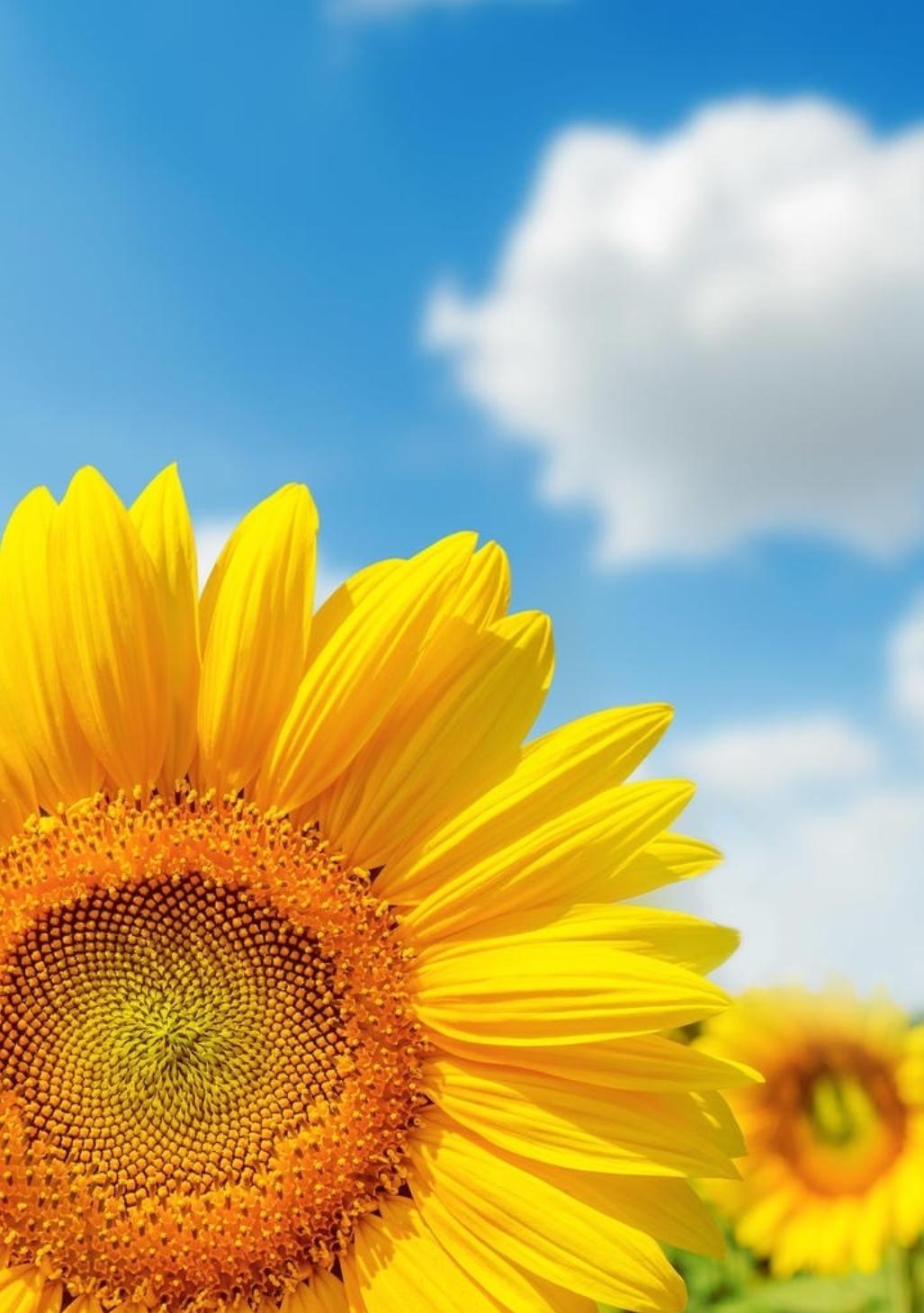 表达夏天热的诗句,古诗中描写天气很热的诗句