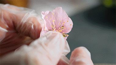 和菓子日本美食,日本的甜品和果子