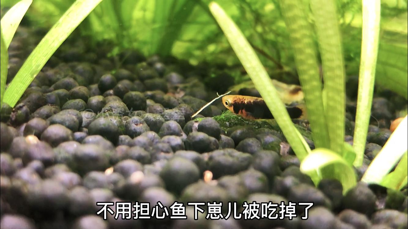 不会判断孔雀鱼怎么办,母鱼刚刚下崽后怎么护理