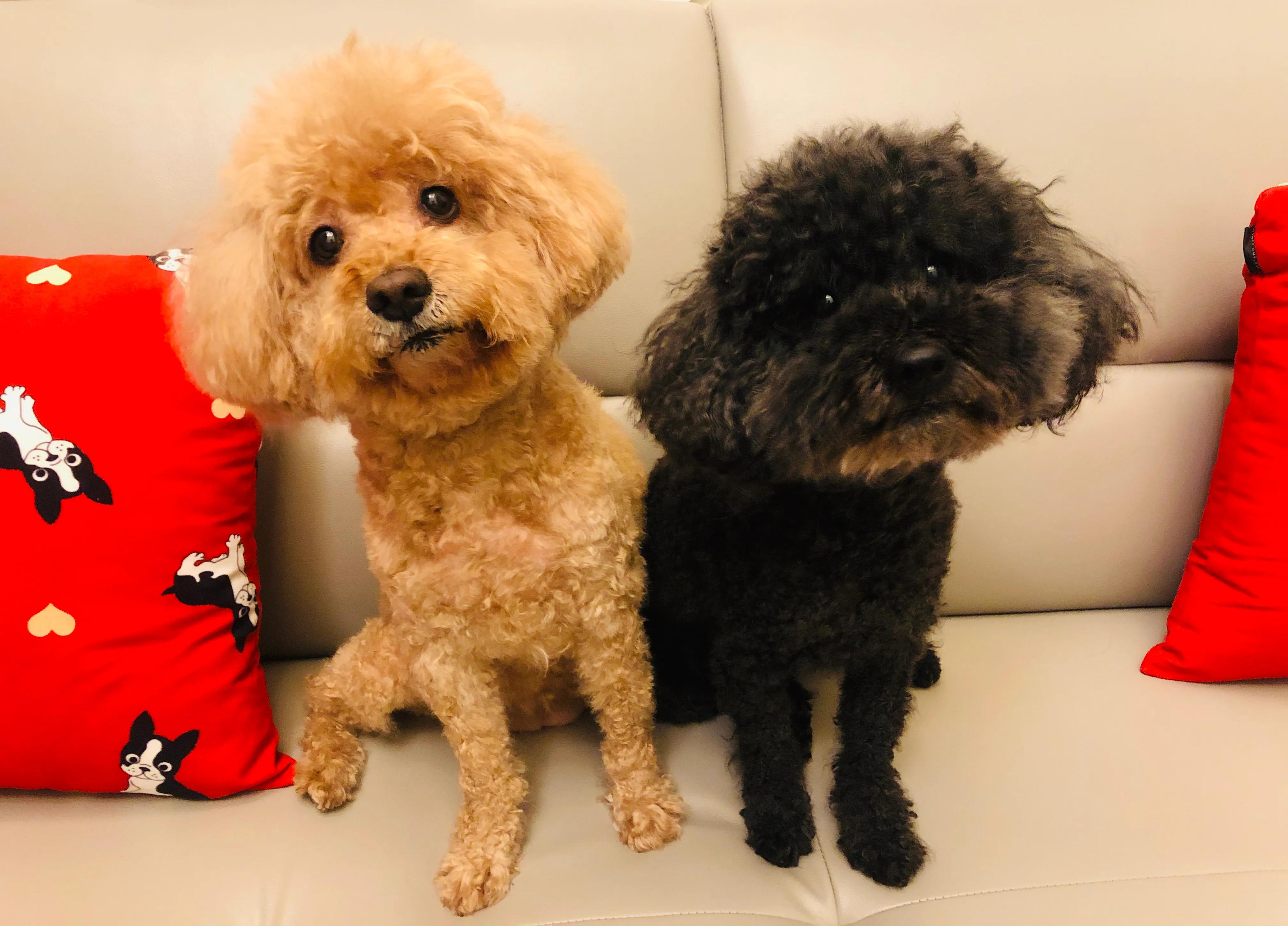 养宠物前你想好了吗,养一只泰迪狗应该花多少钱