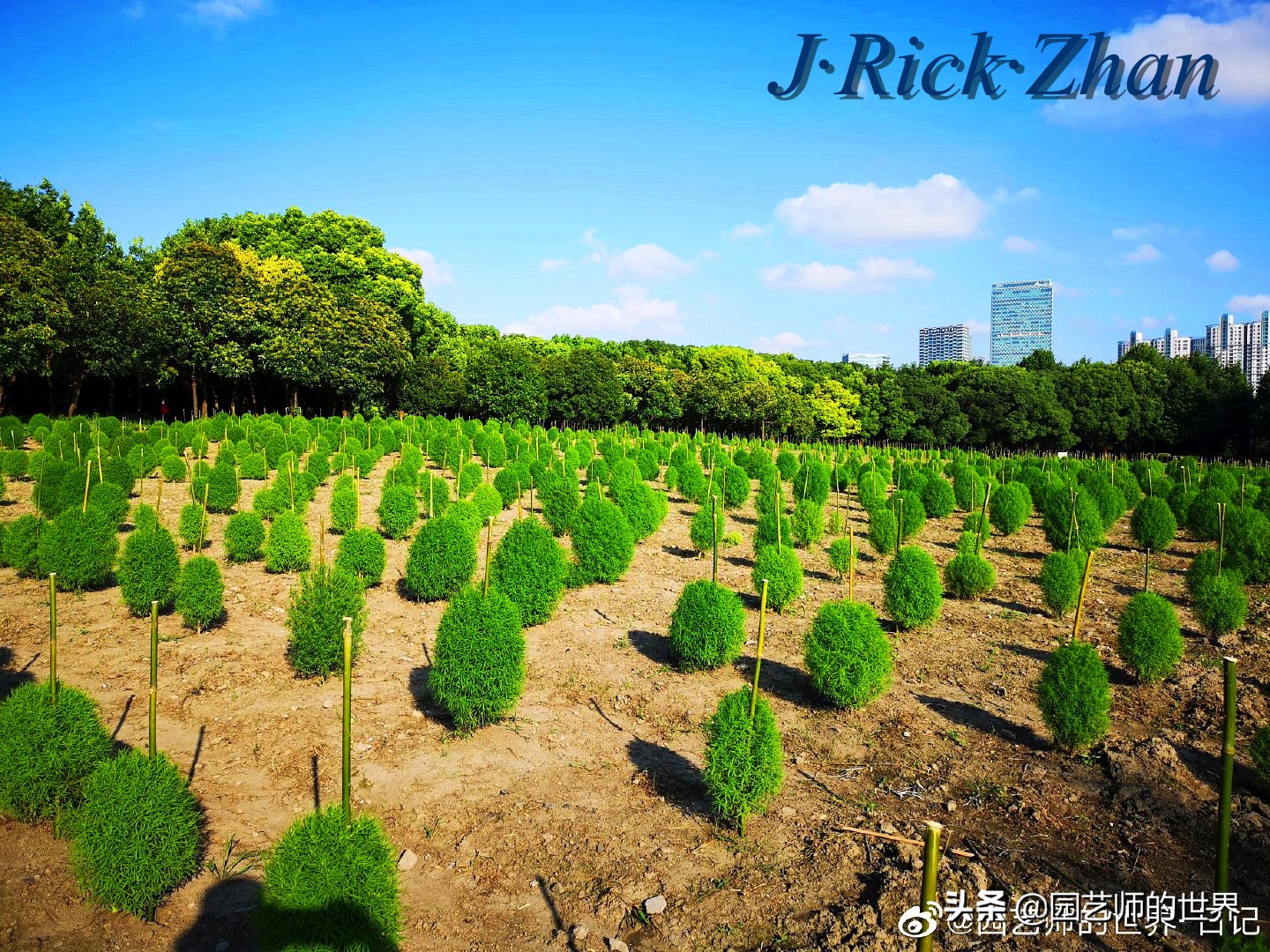 红色地肤草的种植方法,红地肤怎么养