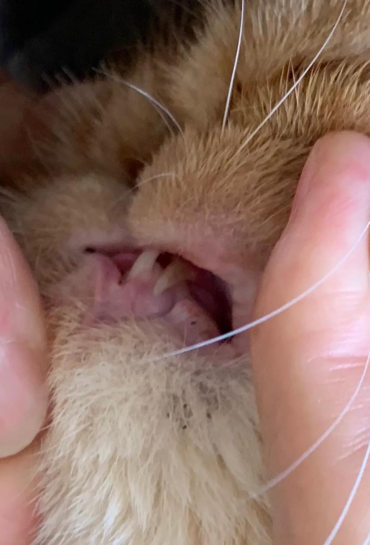 广州猫舍买英短猫,必读猫小屋家购猫流程