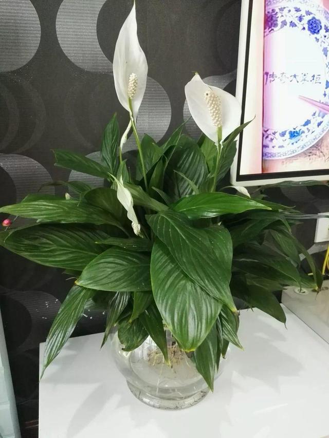 水培郁金香花期过后怎么处理叶子,4种花适合新手养漂亮好养