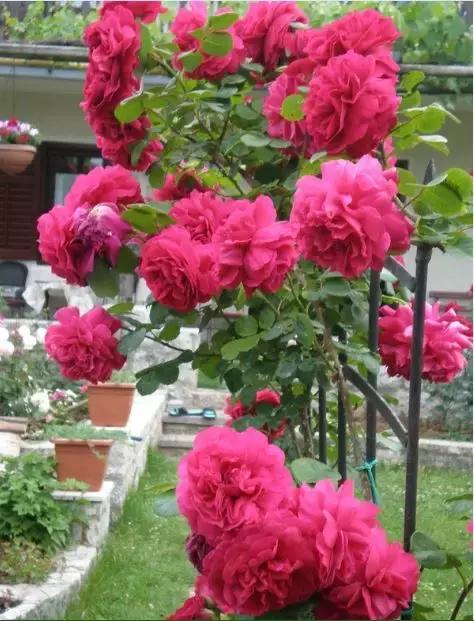 藤本月季秋季怎么修剪才会花墙,最丰花多季开花的藤本月季