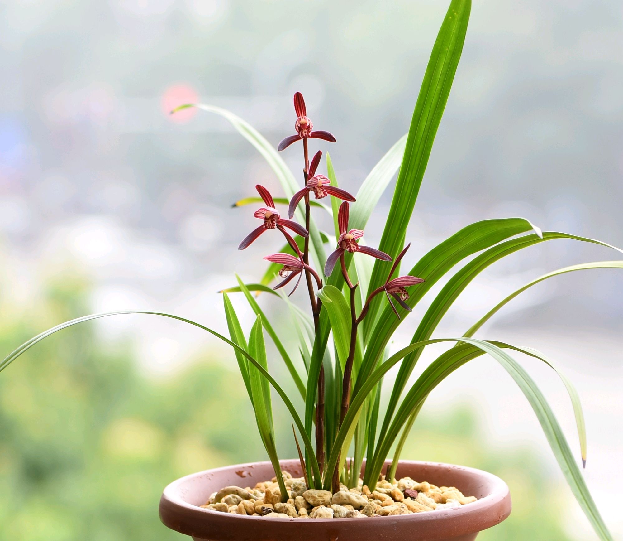 盆栽四季常开且有香味的花,家养盆栽香气浓郁的花