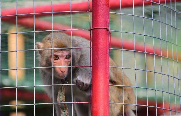 哪三种野生蝙蝠不能吃,十大不能吃的野生蝙蝠