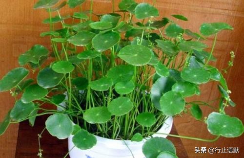 邹燕勤治肾病蛋白尿经验,岳沛芬教授谈肾病治法