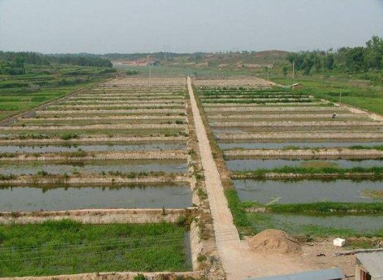 泥鳅养殖前景与利润有多大,泥鳅养殖技术成本与利润