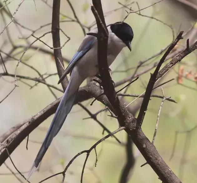 北方常见鸟类大全图片及名称,南大常见的鸟类有哪些