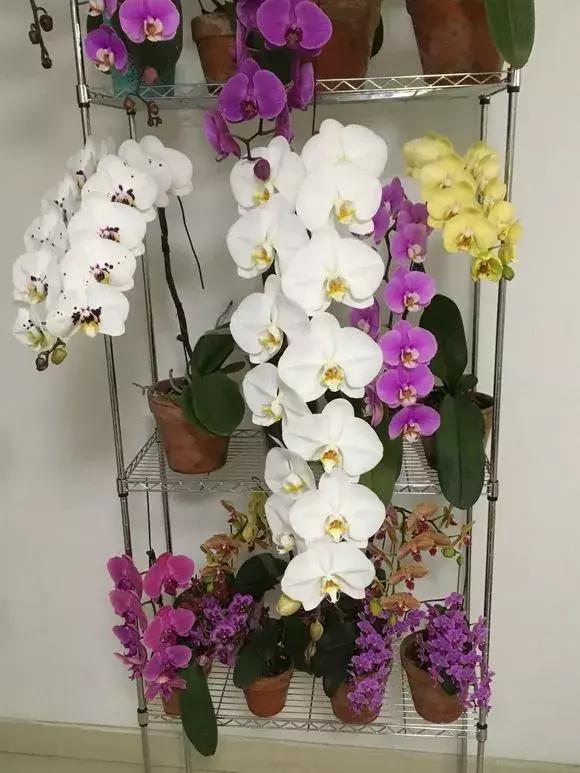 开花时间最长最香最好养的兰花,一年四季开花的兰花有几种