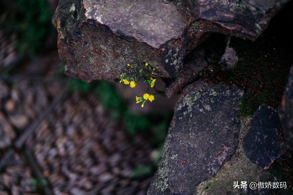 拙政园最让人欣赏的地方,拙政园十大特色