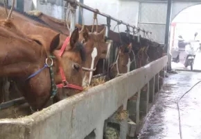 乡情散文故乡的老屋,乡情散文致敬当年的下乡知青