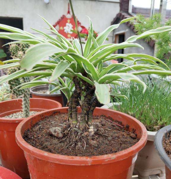 侄子一泼尿直接尿在吊兰上，吊兰直接萎蔫变成肥害，这该怎么办