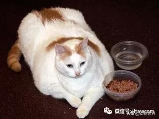 世界各国国宝级动物,世界各地的名贵动物