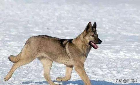 我的狼女声版原唱,我家的狼青犬八个月还不凶